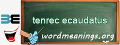 WordMeaning blackboard for tenrec ecaudatus